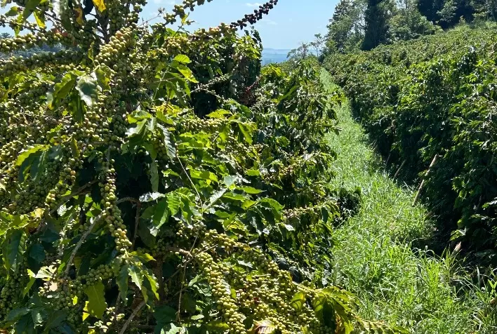 Correção do solo impulsiona produtividade de cafezal em SP e pode ser alternativa frente à queda nacional da safra