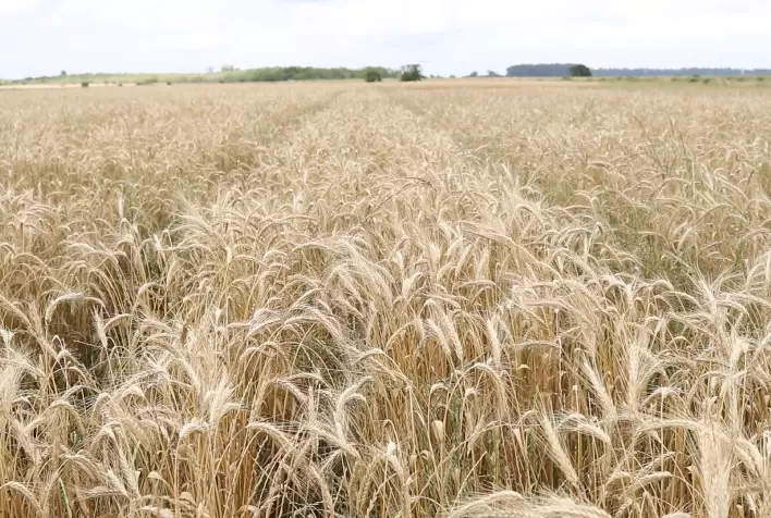 Santa Catarina investe R$ 4,1 milhões no cultivo de cereais de inverno para fortalecer a produção de ração animal