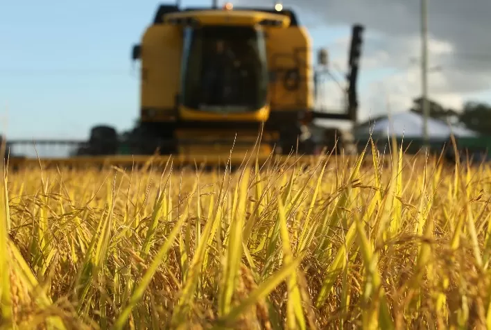 Federarroz projeta mudança no mercado do arroz nas próximas semanas