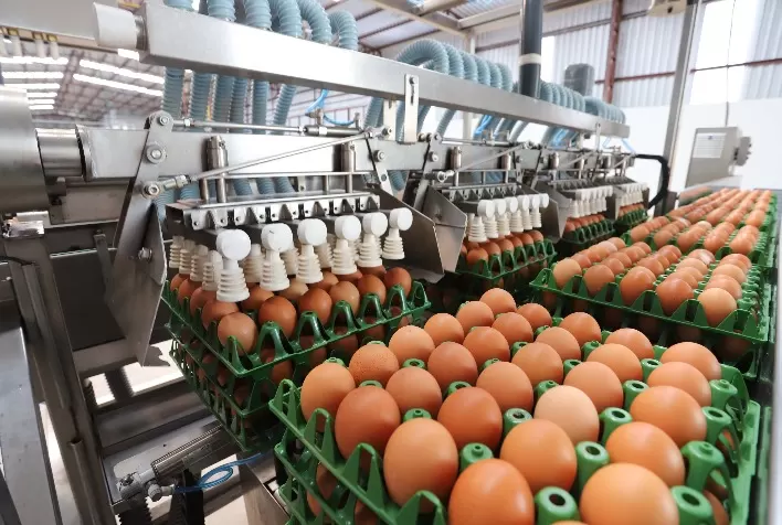Exportações brasileiras de ovos disparam em março e superam 3,7 mil toneladas