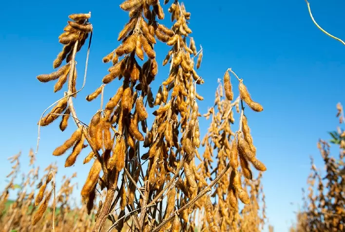 Lançamento de Novas Cultivares de Soja: Inovações em Produtividade e Resistência