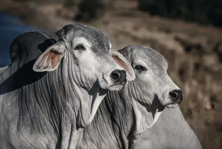 Solução nutricional integrada eleva em até uma arroba o peso da carcaça bovina