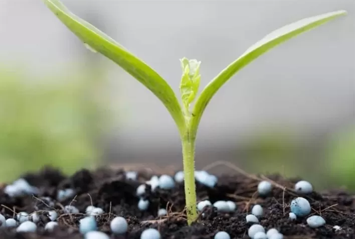 Granulometria do fertilizante é fator decisivo para a eficiência da adubação