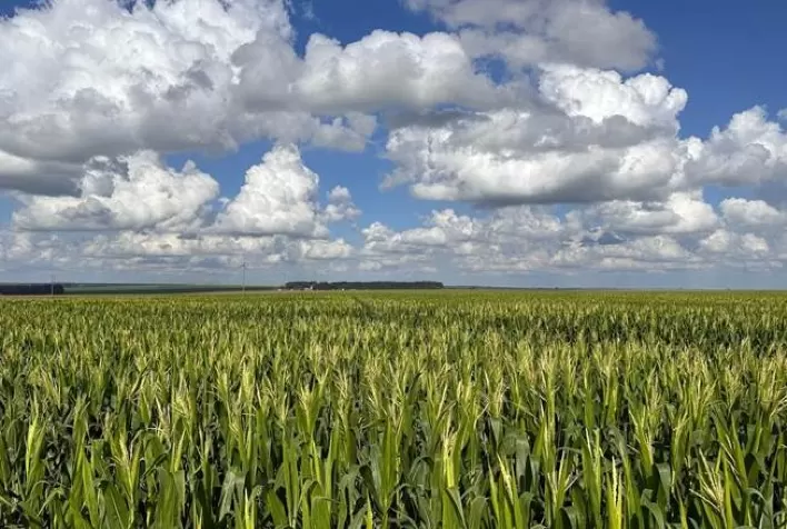 Agricultura regenerativa mostra eficácia científica em solos do Cerrado