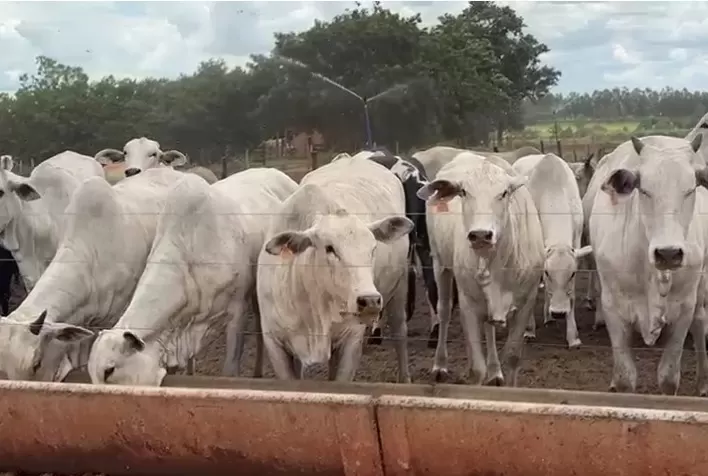 Suplementação técnica impulsiona produtividade e qualidade em confinamento paulista