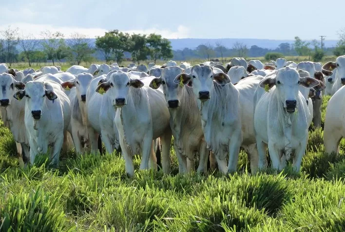 Cotações do boi gordo seguem em alta impulsionadas por demanda firme e expectativas positivas com exportações à China