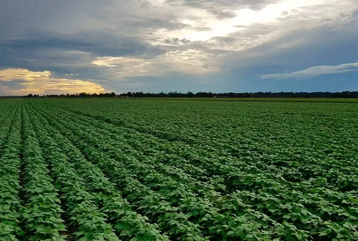 Clima Frio e Úmido Preocupam Produtores de Feijão no Rio Grande do Sul