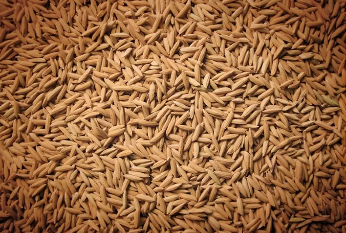 Preços do Arroz em Casca Têm Queda Mais Lenta, Apontam Pesquisadores do Cepea