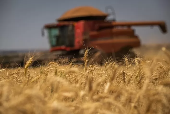Brasil enfrenta escassez de trigo e aumenta dependência de importações até a nova safra