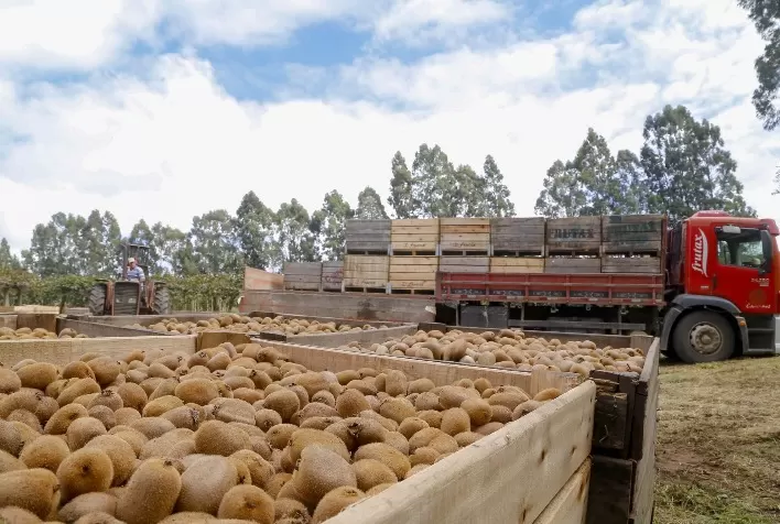 Início da colheita de kiwi de polpa verde é marcado por baixa produção em Caxias do Sul