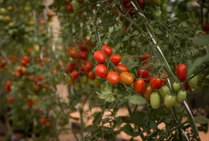Desafios e Soluções na Tomaticultura: O Papel Crucial do Controle Biológico no Combate às Pragas e Doenças