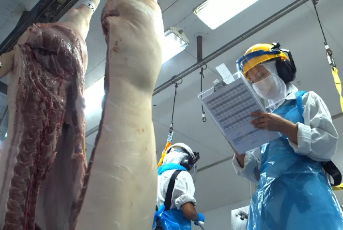 Manejo pré-abate adequado é essencial para o bem-estar dos suínos e a qualidade da carne