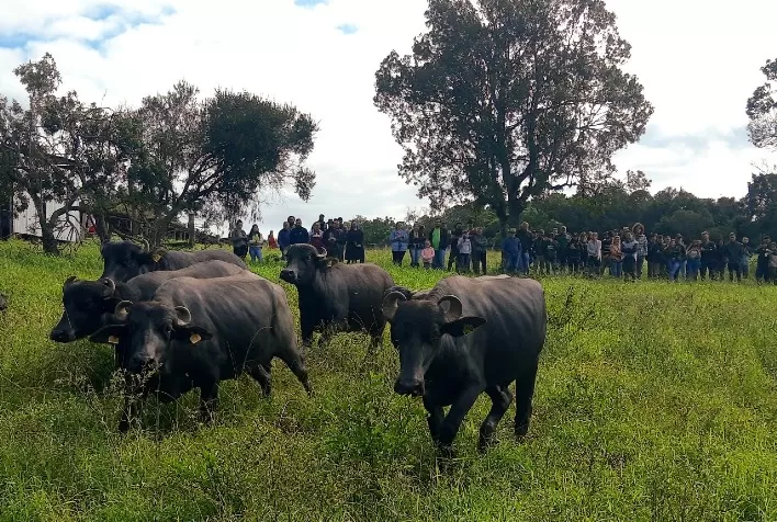 Dia do Búfalo destaca manejo e produção leiteira em evento na Estação Experimental de Eldorado do Sul