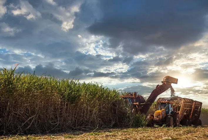 Alta produtividade da cana impulsiona produção de açúcar e etanol no Norte e Nordeste