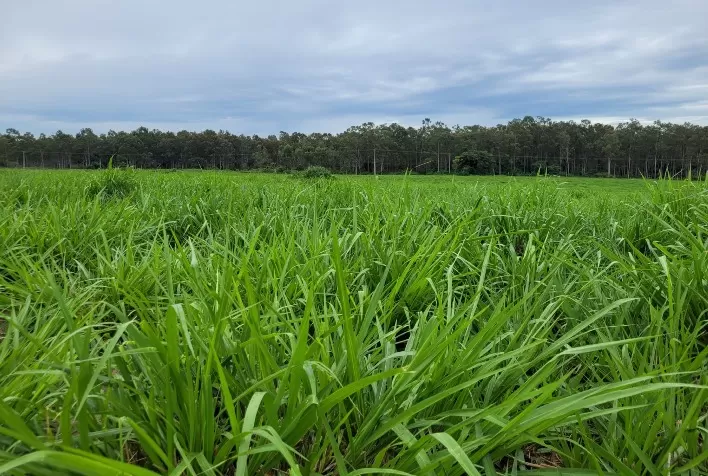 Desenvolvimento das pastagens de inverno avança no RS, mesmo com solo úmido