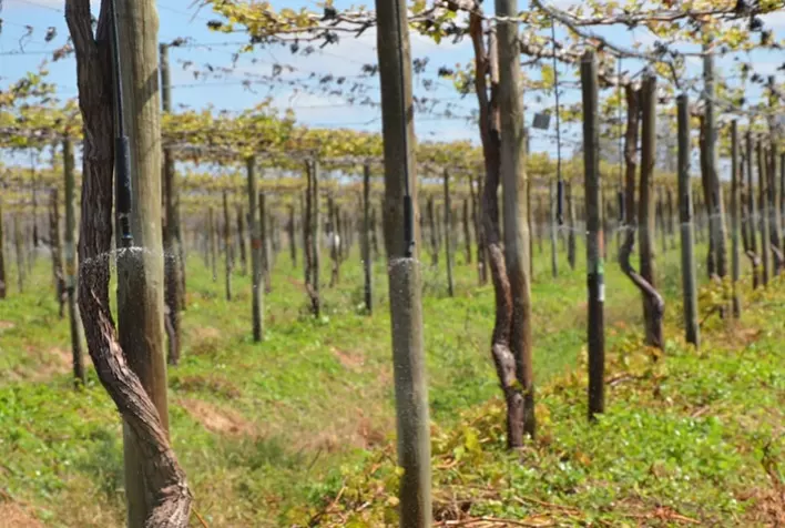 Aplicativo facilita o manejo da irrigação e impulsiona a produção de frutas no campo goiano
