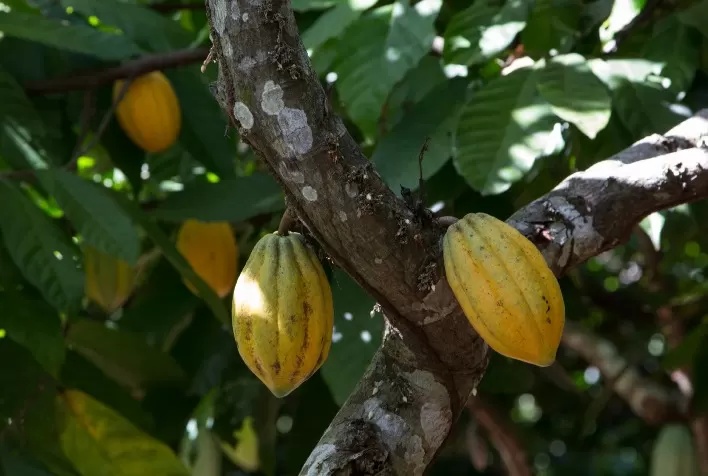Uso de defensivos agrícolas impulsiona recuperação da produção de cacau no Brasil