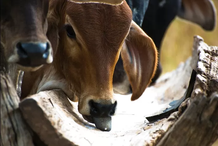 Nutrição estratégica: suplementação mineral e dieta equilibrada impulsionam produtividade e saúde dos bovinos