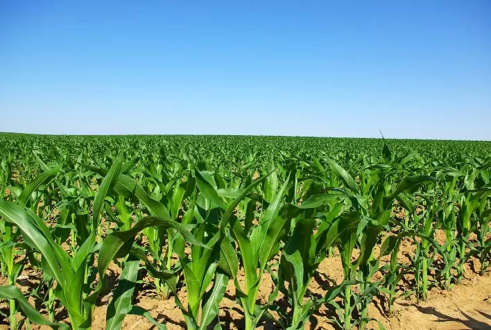 Produtividade do milho segue boa tendência em MT, RO e MATOPIBAPA, aponta CONAB