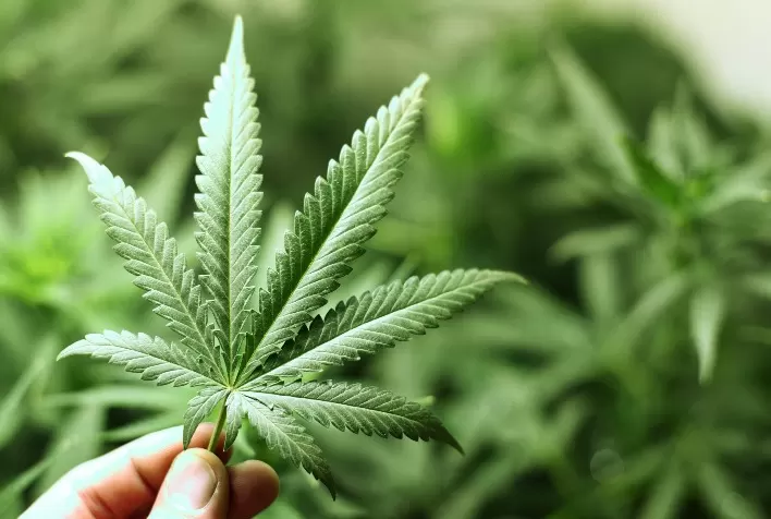 O Potencial Bilionário da Cannabis no Brasil: Caminhos para uma Revolução Econômica e Social