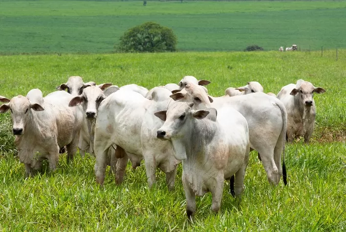 Pecuária Sustentável: Combate à Resistência Antimicrobiana com Inovação e Manejo Responsável
