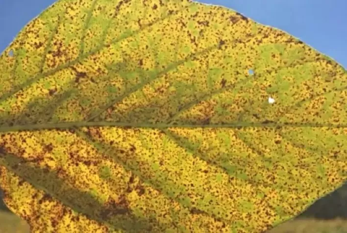 Mudanças Climáticas Potencializam o Crescimento de Doenças Agrícolas no Brasil, Aponta Estudo da Embrapa