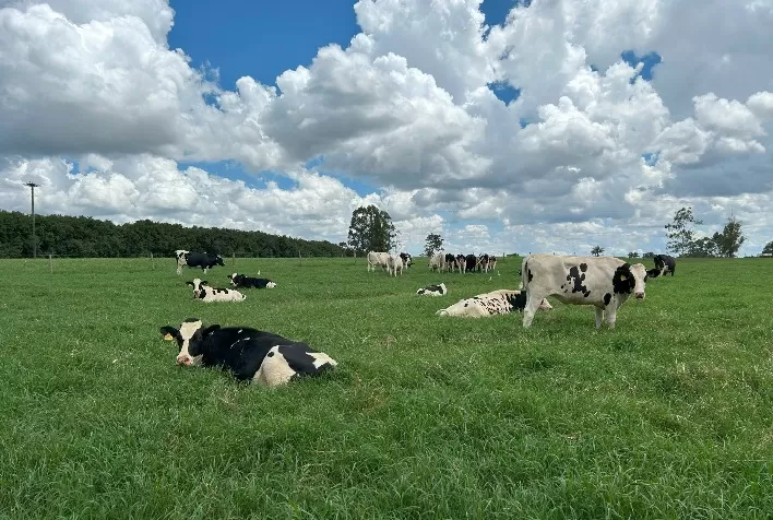 Leite A2 Tipo A: Fazenda mineira aposta em genética de qualidade para oferecer produto superior