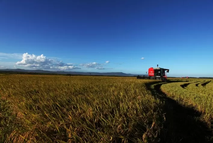Colheita de arroz no Rio Grande do Sul avança e atinge 87,5% da área plantada