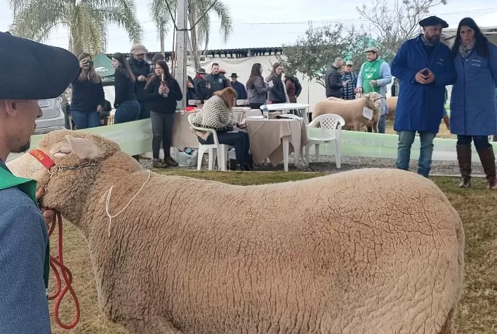 Fenovinos 2025 contará com 588 ovinos em julgamento nas pistas de Vacaria