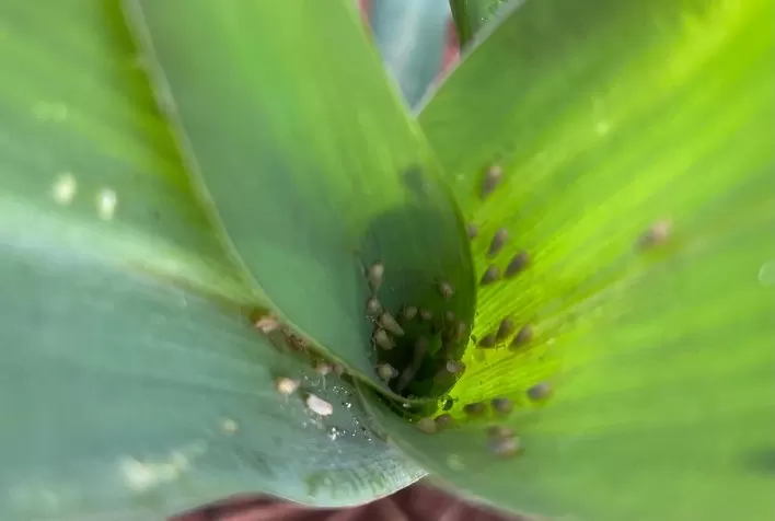 Sipcam Nichino destaca inovações para proteção de cultivos e bioestimulação de culturas na 30ª Agrishow