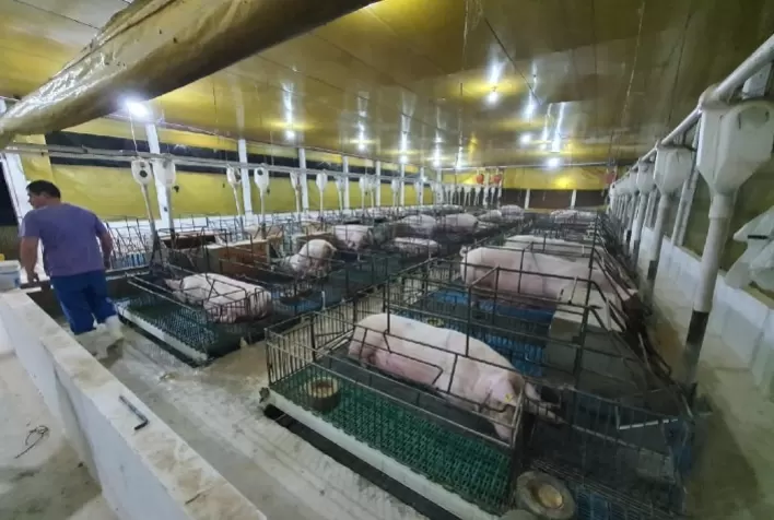 Gestão Estratégica de Pessoas: Como a Ianni Agropecuária Enfrenta a Alta Rotatividade no Setor Suinícola