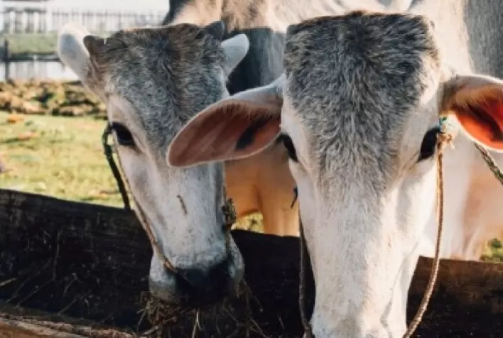 Verminoses em bovinos: ameaça silenciosa à saúde animal e à rentabilidade da pecuária