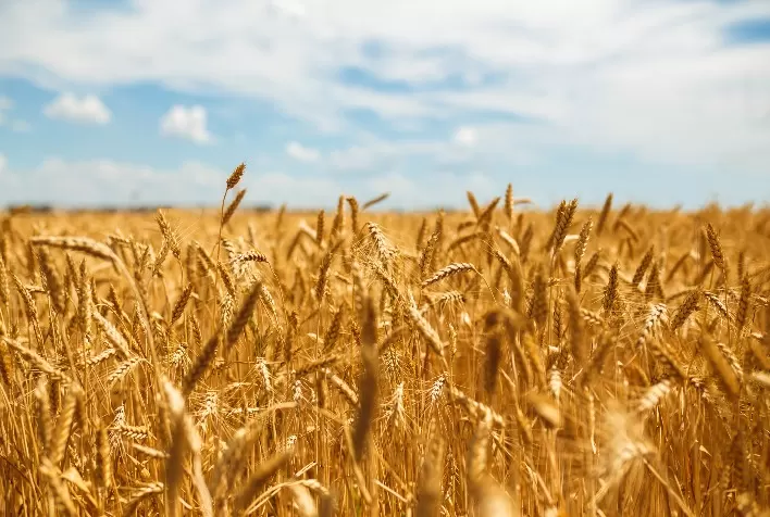 Preços do Trigo Mantêm Níveis Elevados, Impulsionados por Fatores Climáticos e Geopolíticos