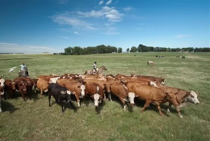 Irregularidade das chuvas impacta desenvolvimento de pastagens no Rio Grande do Sul