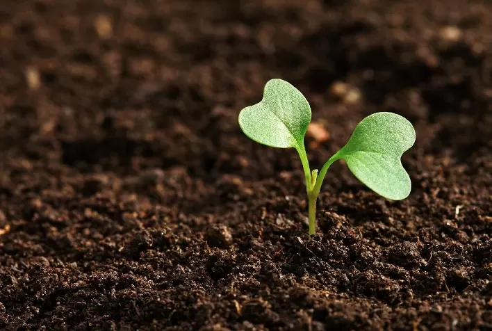 A Bioprospecção: Um Caminho para a Agricultura Sustentável