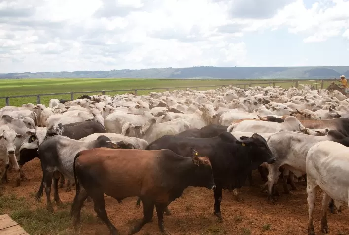 Cotações do Boi Gordos Caem em São Paulo, Mas Exportações de Carne Bovina Crescem em Abril
