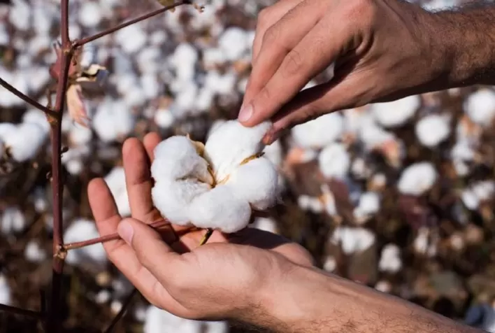 Produtores de algodão enfrentam desafios com escassez de pluma premium e instabilidade no comércio global