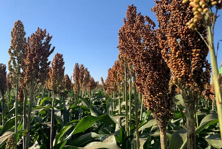 Novo híbrido de sorgo granífero alcança produtividade superior a 6 toneladas por hectare