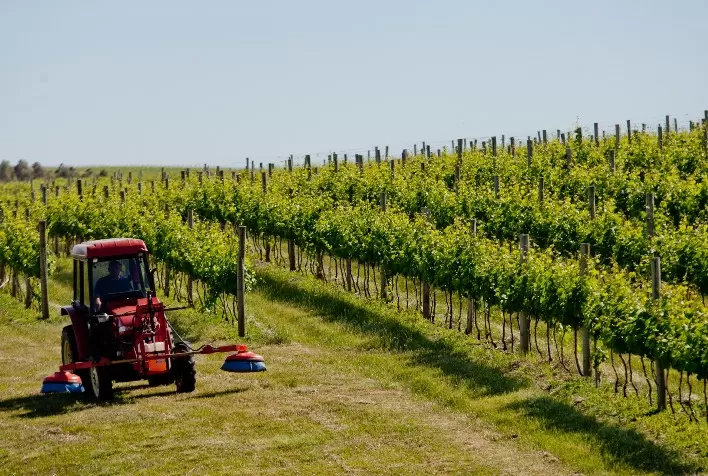 3º Fórum de Vitivinicultura da Campanha Gaúcha discutirá sustentabilidade e enoturismo