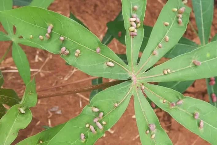 Praga ameaça plantações de mandioca no Tocantins e causa prejuízos significativos
