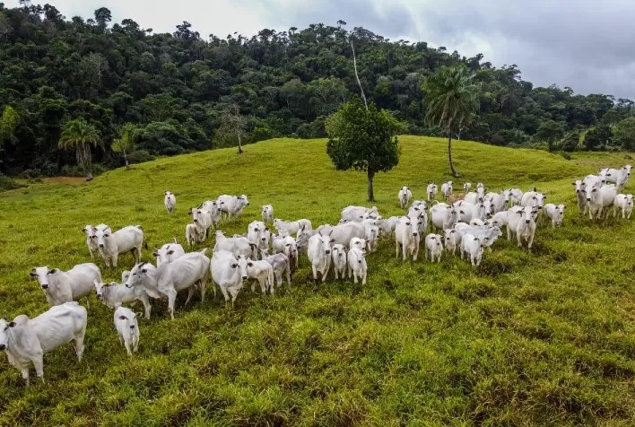 Enfrentando a resistência antimicrobiana: compromisso com uma pecuária mais segura e sustentável