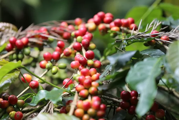Café arábica inicia semana em queda com foco nas condições climáticas e na oferta limitada