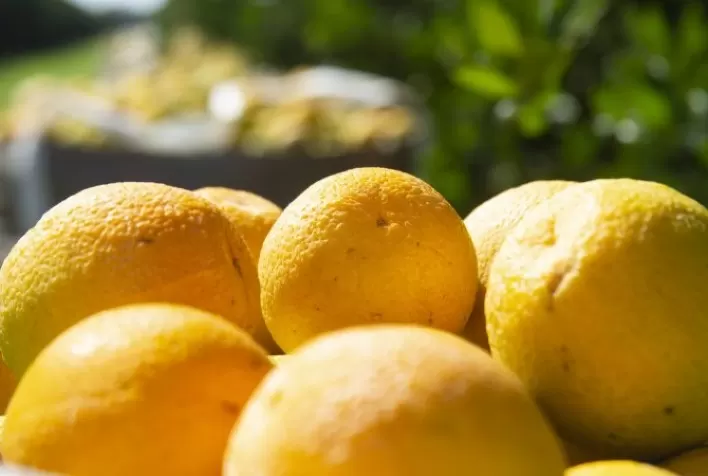 Preços da Laranja Pera Registram Queda em Abril, Refletindo Menor Demanda e Impactos Climáticos