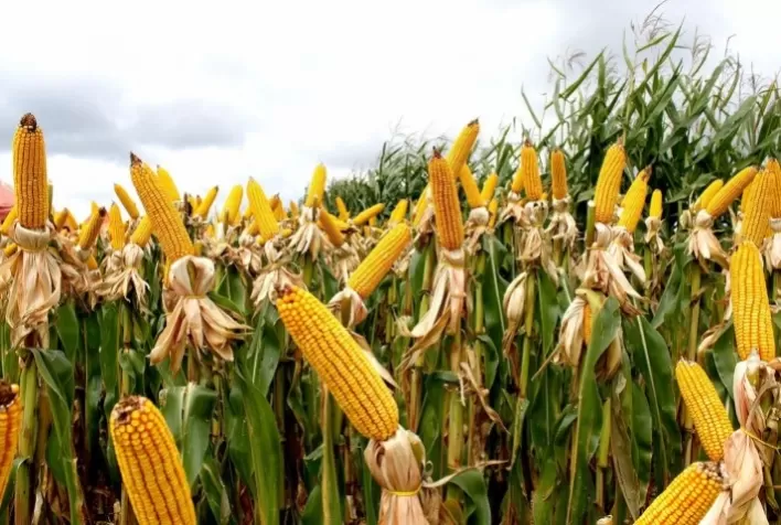 China amplia cultivo de milho transgênico, mas enfrenta entraves com testes inconsistentes e ceticismo interno