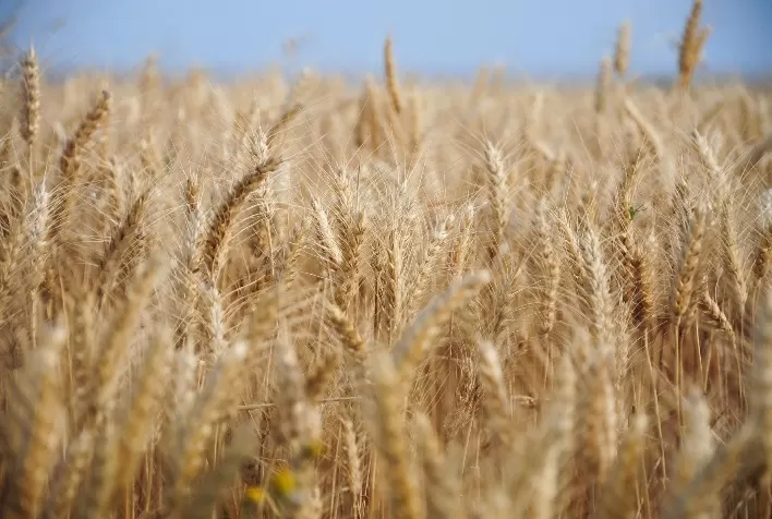 Produção de trigo no Canadá deve atingir maior nível em mais de uma década