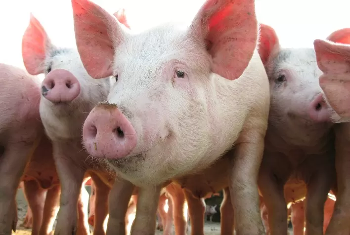 Ileíte na Suinocultura: Desafios e Soluções para Manter a Saúde e Rentabilidade