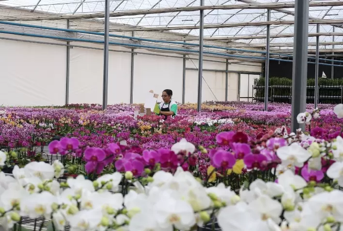 Ceaflor amplia produção e aposta em flores variadas para atender alta demanda no Dia das Mães
