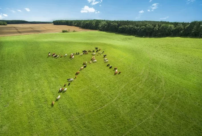 Brasil consolida liderança no mercado global de carnes com inovação e sustentabilidade