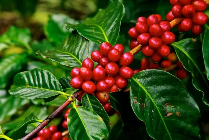 Mercado do café segue instável e mantém foco na colheita brasileira de 2025