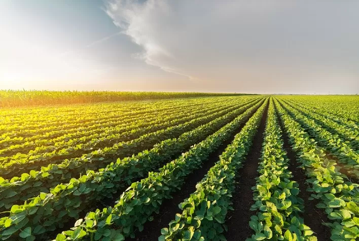 Safra 2025/26: Mato Grosso deve ampliar área plantada com soja, mas produção tende a cair, projeta Imea